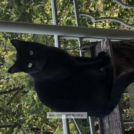 Photo 1/1 Simba Chat lost in Lyon