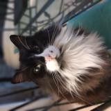 Picture of cat lost at Certines