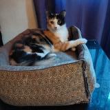 Picture of cat lost at Matoury