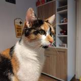 Picture of cat lost at Mancieulles