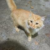 Picture of cat found at Nort Sur Erdre