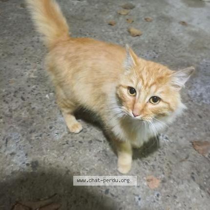 Photo 1/1 Found cat Found in Nort sur erdre