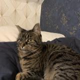 Picture of cat lost at Bonnieres Sur Seine