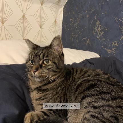 Photo 1/5 Tiger Chat lost in Bonnieres sur seine