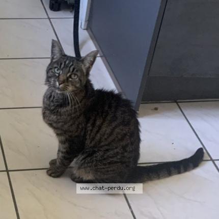 Photo 2/5 Tiger Chat lost in Bonnieres sur seine