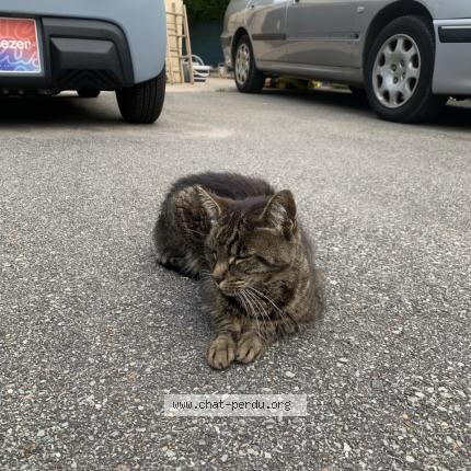 Photo 3/5 Tiger Chat lost in Bonnieres sur seine