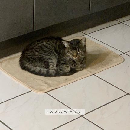 Photo 4/5 Tiger Chat lost in Bonnieres sur seine