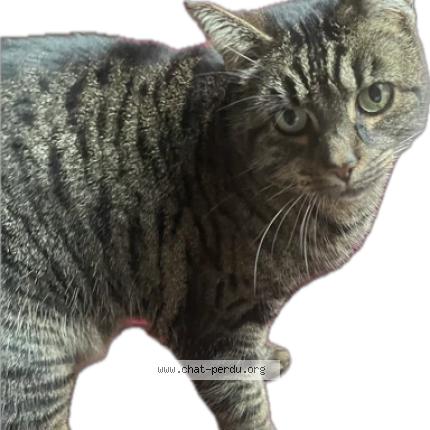 Photo 5/5 Tiger Chat lost in Bonnieres sur seine