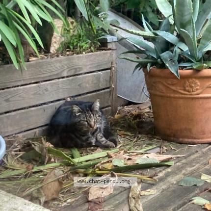 Photo 1/1 Cat reunited Found in Bordeaux