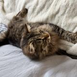 Picture of cat lost at Jaunay Marigny