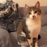 Picture of cat lost at Antony