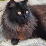 Picture of cat lost at Velaux