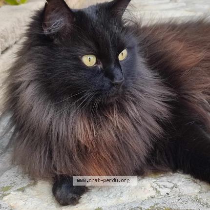 Photo 1/1 Monsieur Nyx Chat lost in Velaux