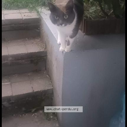 Foto 1/1 Kat teruggevonden Vermist in Andrimont