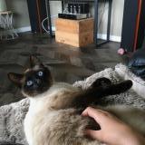 Picture of cat lost at La Chapelle De Guinchay