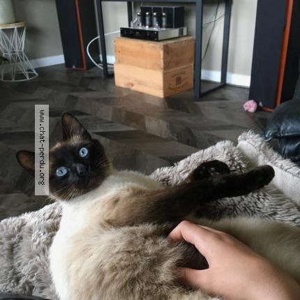 Photo 1/1 tatapouf Chat lost in La chapelle de guinchay