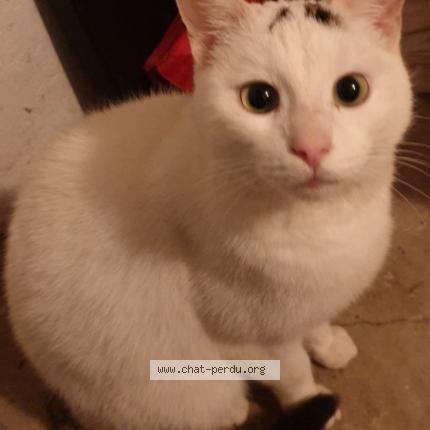 Foto van vermiste kat in Auderghem