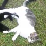 Picture of cat lost at Riviere Saas Et Gourby