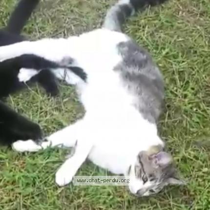 Photo 1/1 Moon Chat lost in Riviere saas et gourby