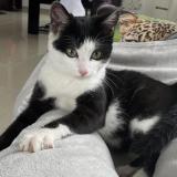 Picture of cat lost at Vuisternens Devant Romont