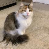 Picture of cat lost at Bonnieux