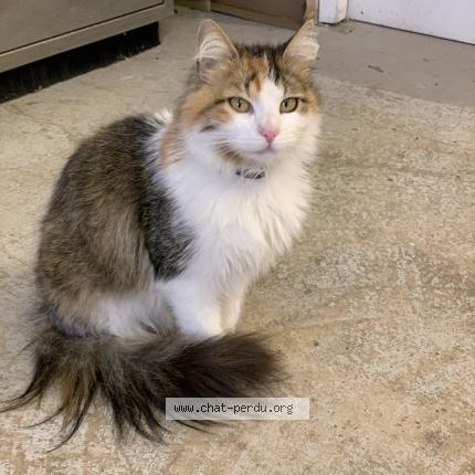 Photo 1/1 Poulette Chat lost in Bonnieux