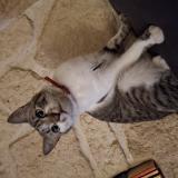 Picture of cat lost at Montel De Gelat