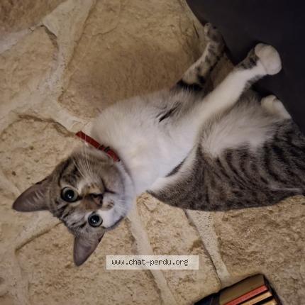 Photo 1/1 titi Chat lost in Montel de gelat