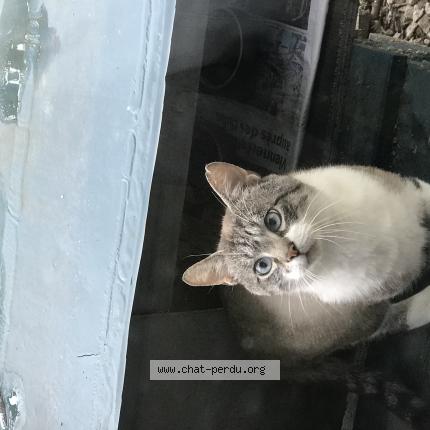 Photo 1/1 Found cat Found in Jaunay marigny