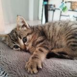 Picture of cat lost at Mehun Sur Yevre