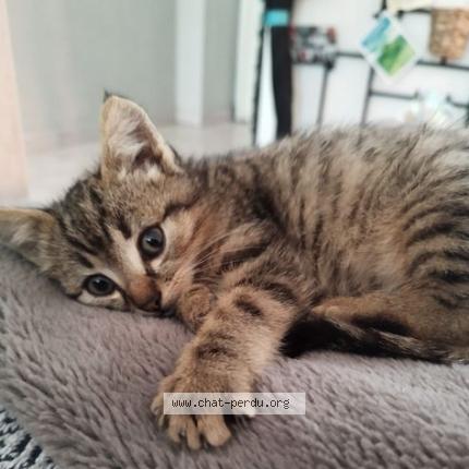 Photo 1/1 Cat reunited Lost in Mehun sur yevre