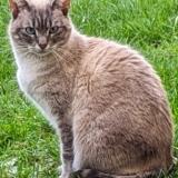 Picture of cat lost at Argenteuil