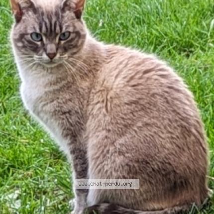 Photo 1/3 Crobe Chat lost in Argenteuil