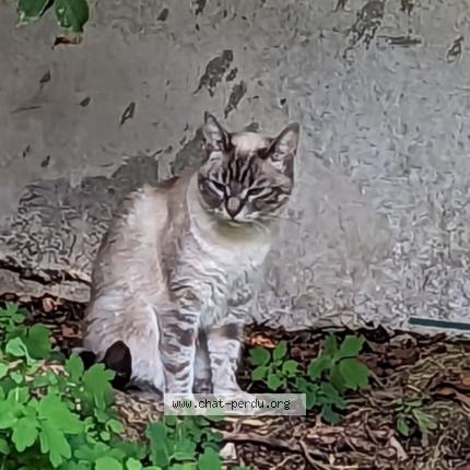 Photo 2/3 Crobe Chat lost in Argenteuil