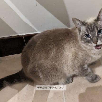 Photo 3/3 Crobe Chat lost in Argenteuil