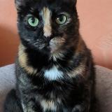 Picture of cat lost at Poussay