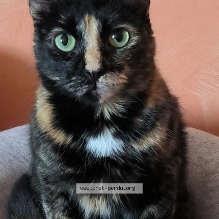 Photo 1/1 Mirabelle Chat lost in Poussay