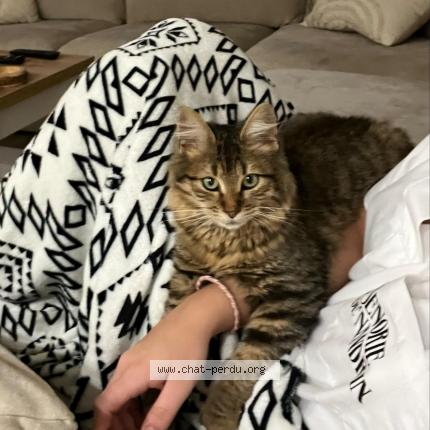 Foto 1/1 Kat teruggevonden Vermist in Wandre