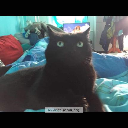 Foto van vermiste kat in Ghlin