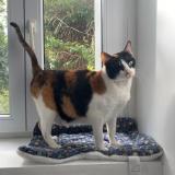 Picture of cat lost at Saint Hippolyte