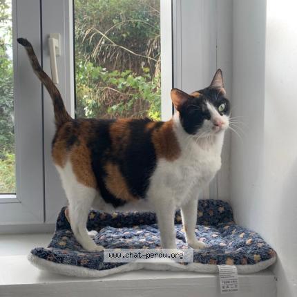 Photo 1/1 CANDY Chat lost in Saint hippolyte