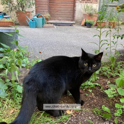 Foto 1/1 Kat teruggevonden Vermist in Molenbeek Saint Jean