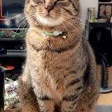 Picture of cat lost at Carcassonne