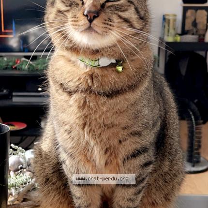 Photo 1/1 Cat reunited Lost in Carcassonne