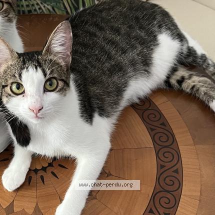 Foto 1/1 Wiedergefundene Katze Verloren in Niederkorn