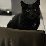 Picture of cat lost at Vy Les Lure