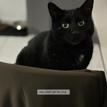 Photo 1/1 Teddy Chat lost in Vy les lure