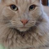 Picture of cat lost at Santiago