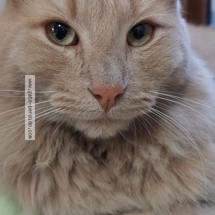 Photo 1/3 TOFFEE Chat lost in Santiago