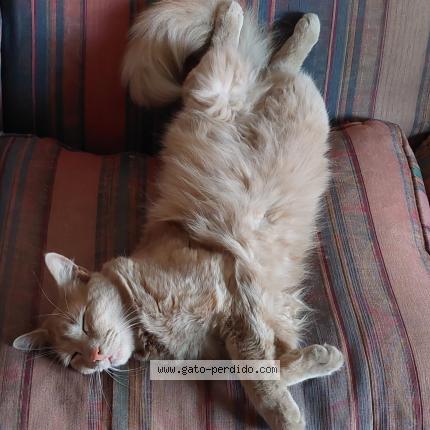 Photo 2/3 TOFFEE Chat lost in Santiago